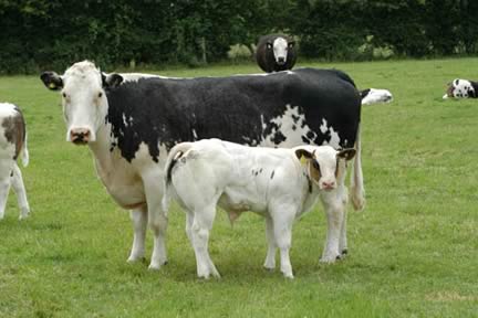 Cow & Calf 